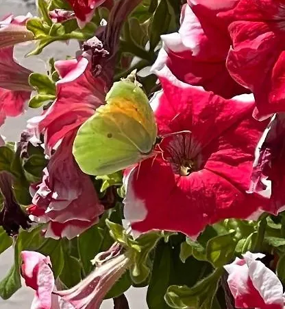 Magda. * アギオス・ゲオルギオス・パゴン