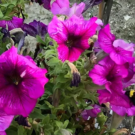 Appartamento Magda. *